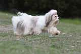 LHASSA APSO 085